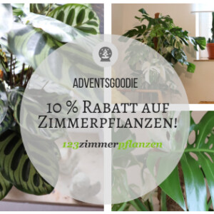Zimmerpflanzen advewntskalender