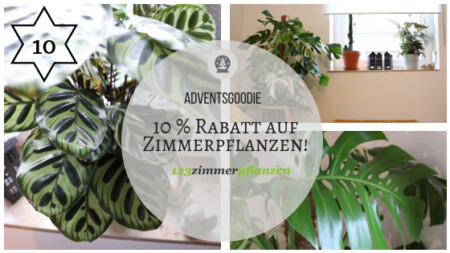Zimmerpflanzen advewntskalender