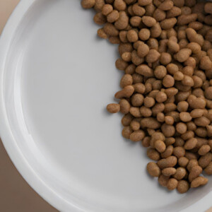 Gastartikel: Veganes Hundefutter
