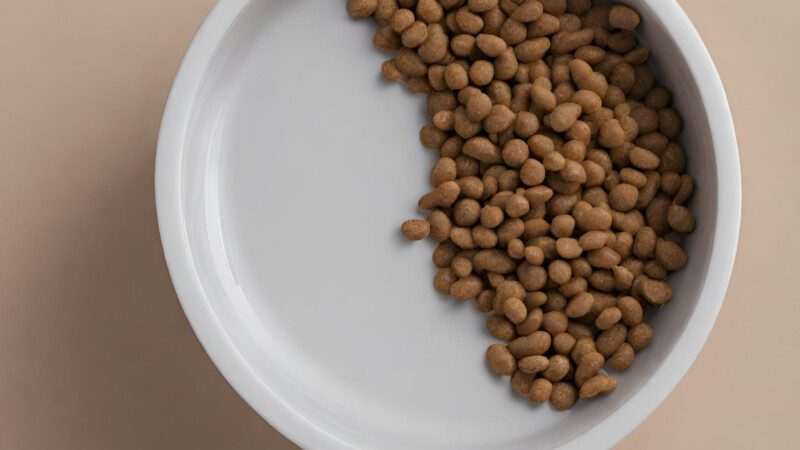 Gastartikel: Veganes Hundefutter