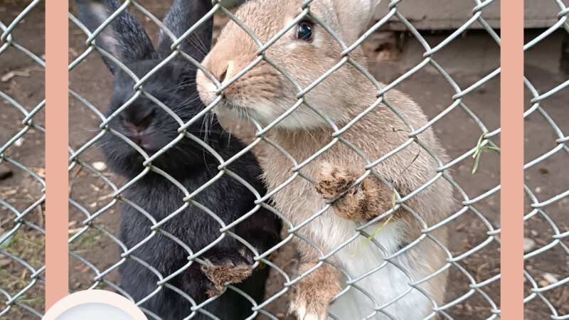 Geheimtipp in Aitrach: Toni´s Tierpark