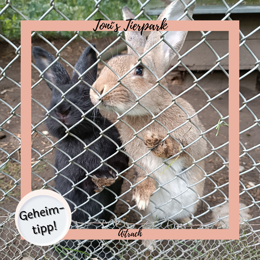 Geheimtipp in Aitrach: Toni´s Tierpark