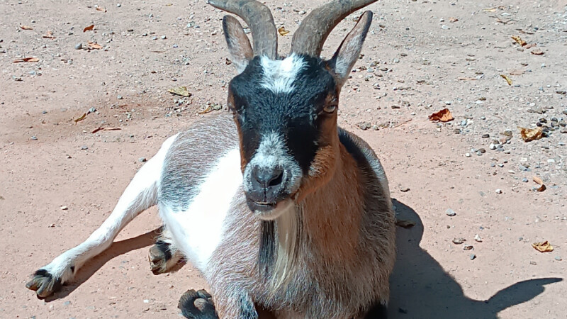 Ausflugstipp: Tierpark Hellabrunn in München – was für eine schöne Adresse!