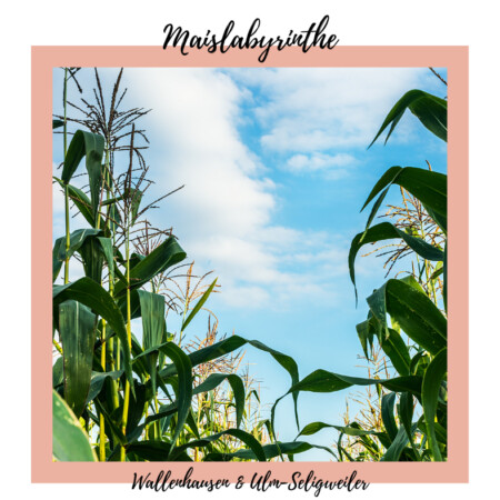 Es ist wieder soweit: Die Maislabyrinthe Ulm-Seligweiler und Wallenhausen (Neu-Ulm) haben geöffnet