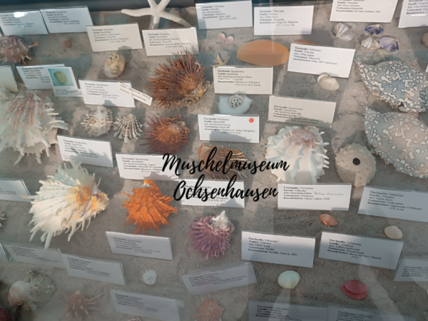 Ausflugstipp Muschelmuseum Ochsenhausen: Eine faszinierende Reise