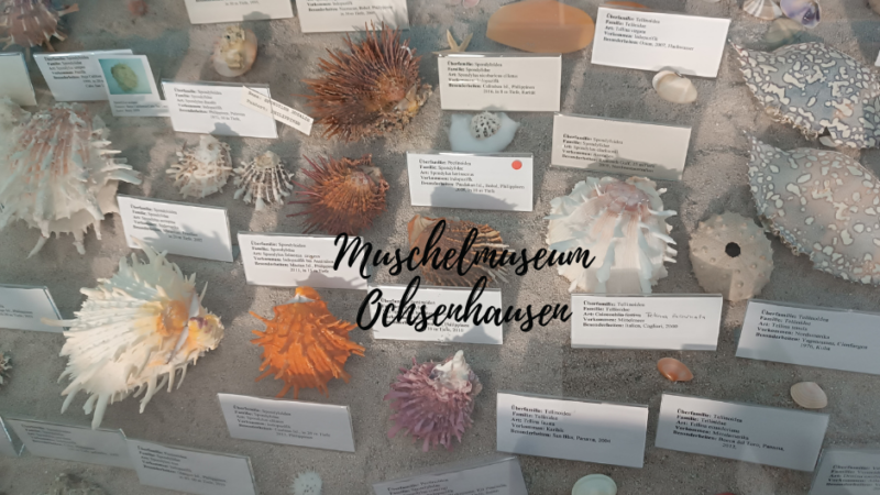 Ausflugstipp Muschelmuseum Ochsenhausen: Eine faszinierende Reise