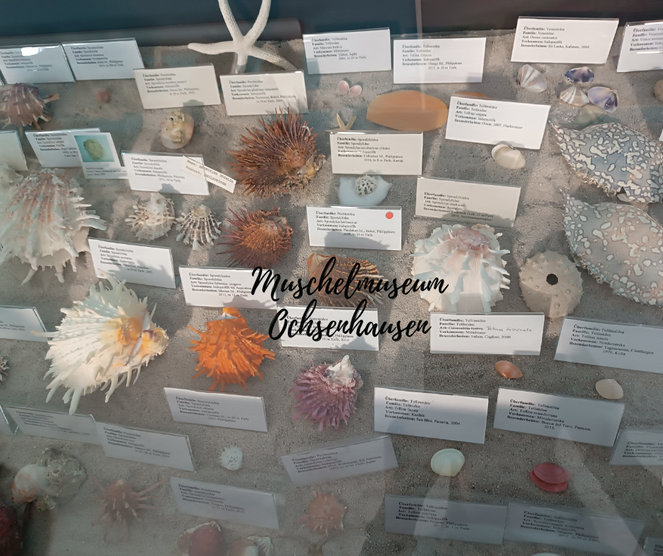 Ausflugstipp Muschelmuseum Ochsenhausen: Eine faszinierende Reise