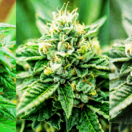 Cannabis Samen für jede Stimmung: Von Stress-Bye-bye bis Feierabend-Flow