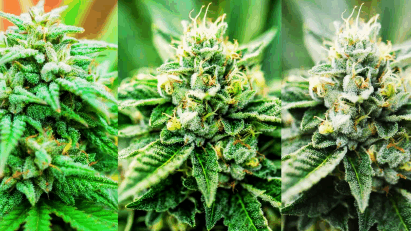Cannabis Samen für jede Stimmung: Von Stress-Bye-bye bis Feierabend-Flow