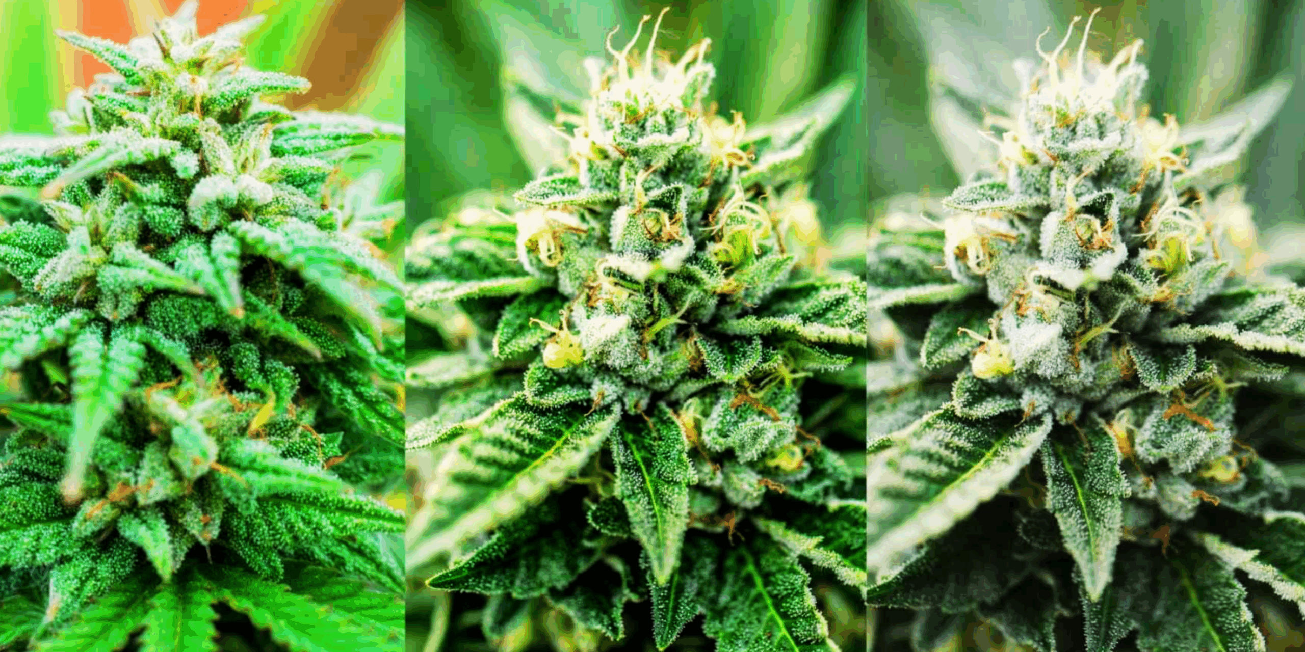 Cannabis Samen für jede Stimmung: Von Stress-Bye-bye bis Feierabend-Flow