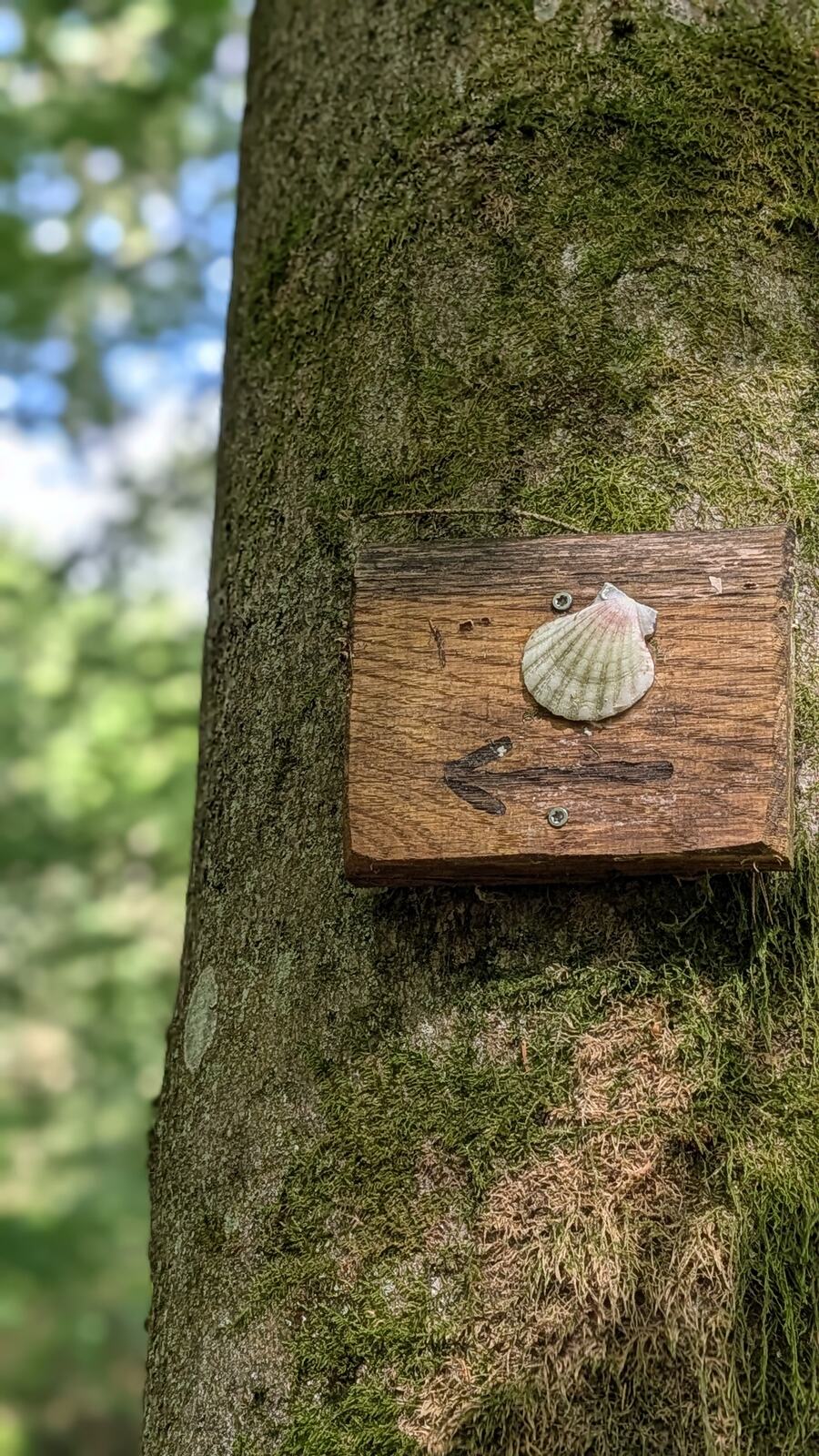 Wegzeichen mit Muschel am Baum