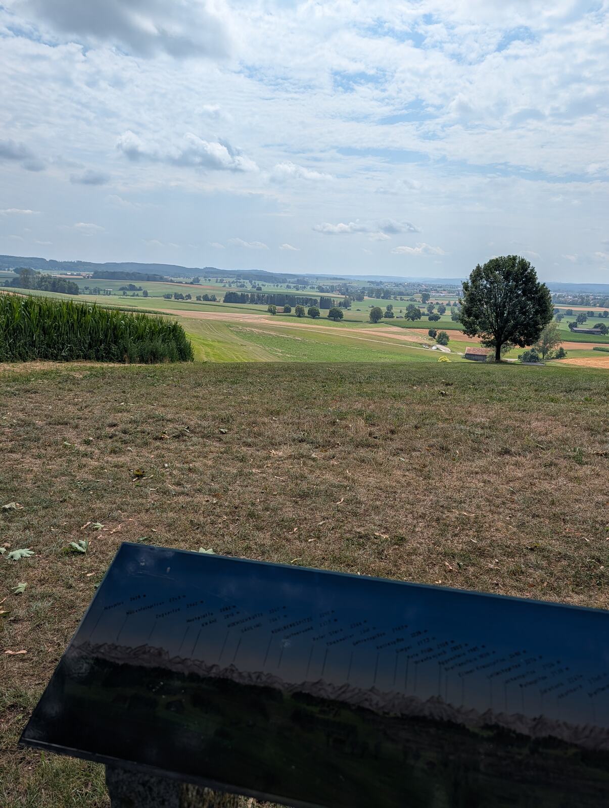 Landstrasse am Daxberg mit weidenden Kuehen