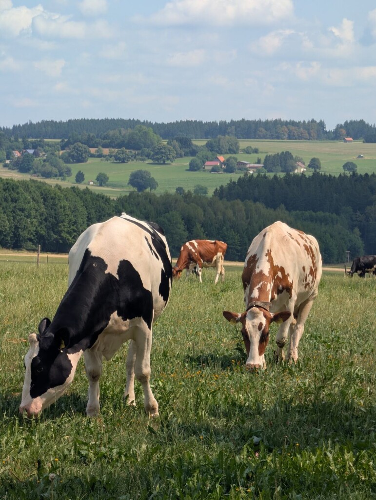 Kuehe auf der Weide am Daxberg