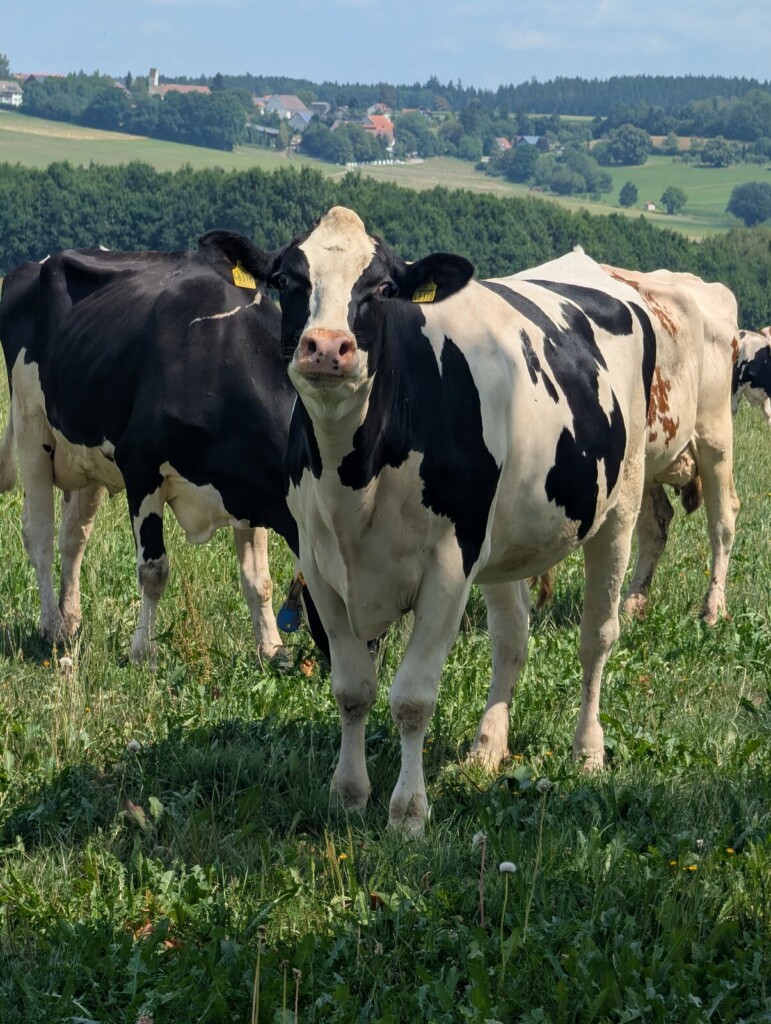 Kuehe vor dem Huegelpanorama am Daxberg