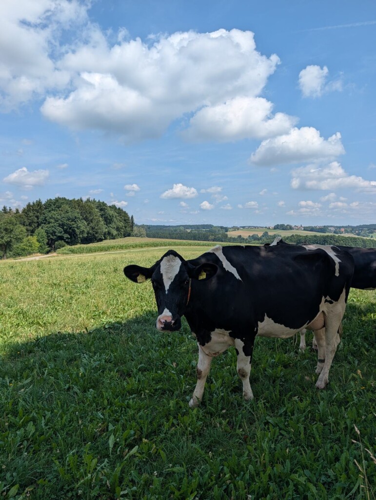 Kuh auf der Weide am Aussichtspunkt Daxberg