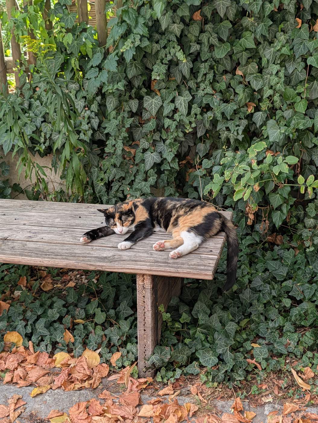 Getigerte Katze schl&auml;ft auf einer Holzbank vor einer Efeuwand in Blaubeuren