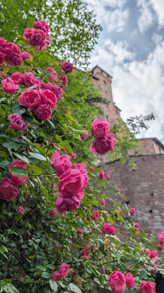 Rote Rosen vor der Burgmauer