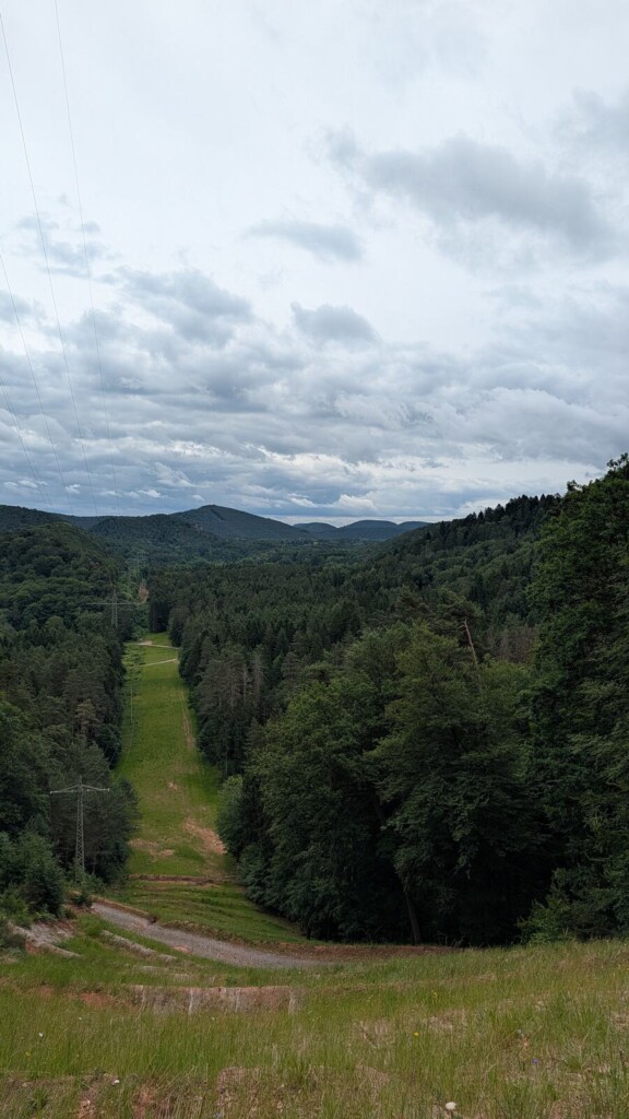 Weg durch die Wiese Richtung Wald