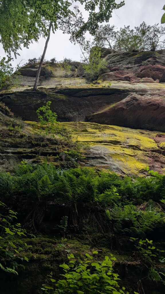 Bemooste Felsen im Wald bei Wilgartswiesen