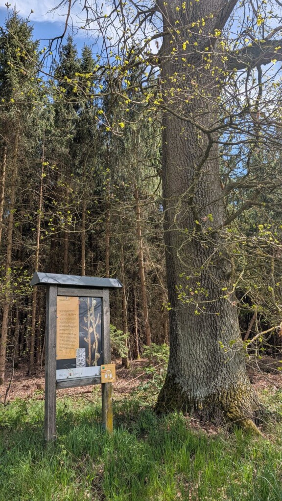 Infotafel am Baum auf dem Keltenpfad