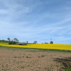 Rapsfeld am Wegrand bei Ichenhausen