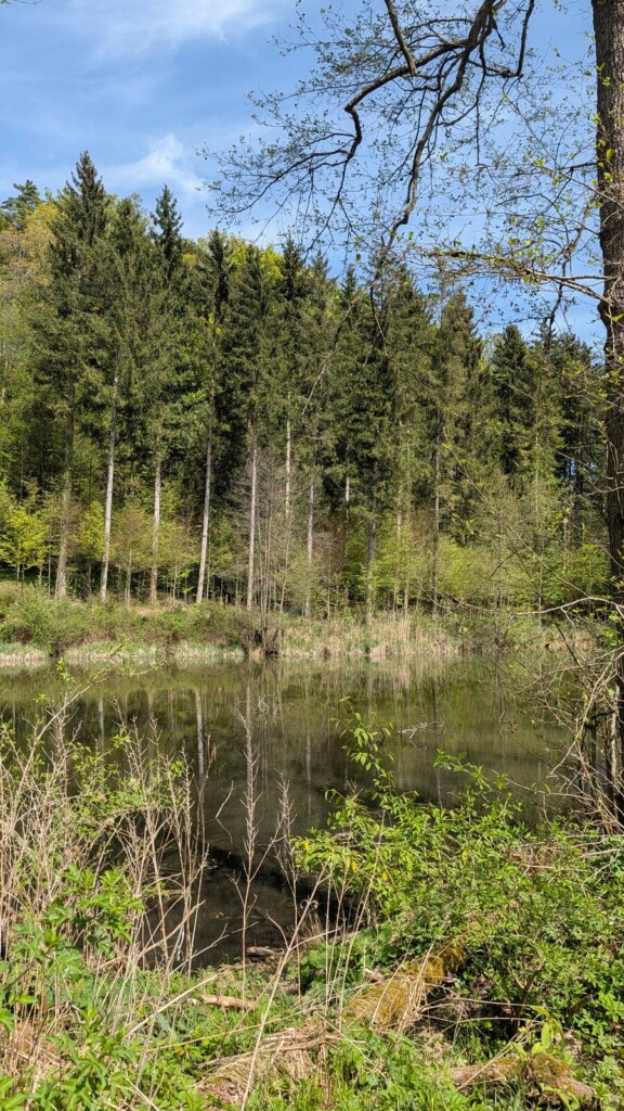 Weiher mit Schilf am Keltenpfad