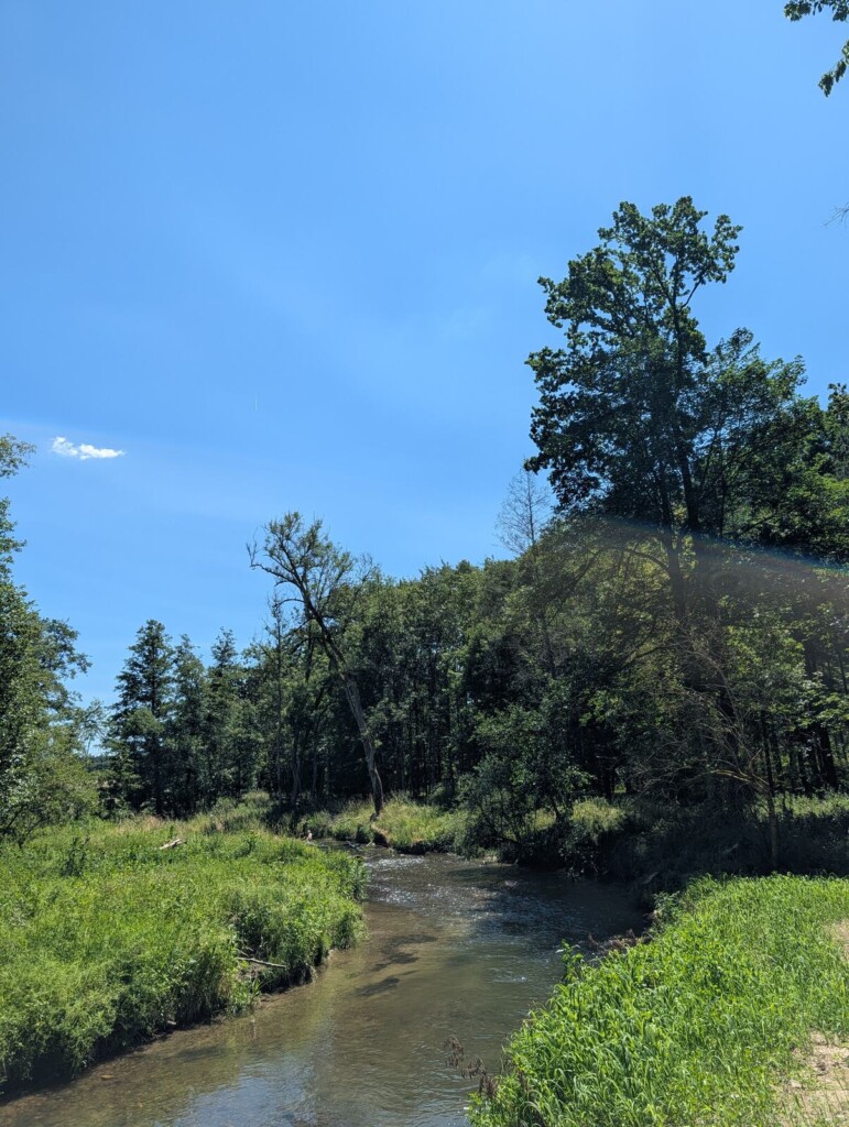 Bachlauf mit Baeumen bei Gutenzell