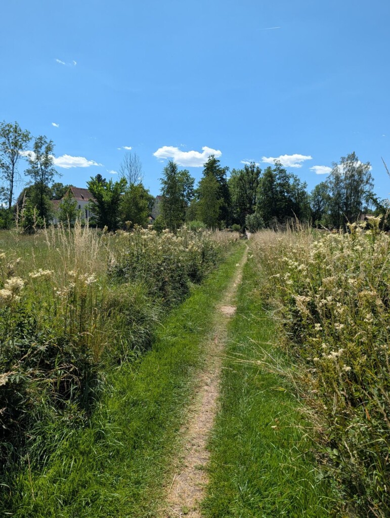 Gemaehter Pfad durch die Wiese bei Gutenzell