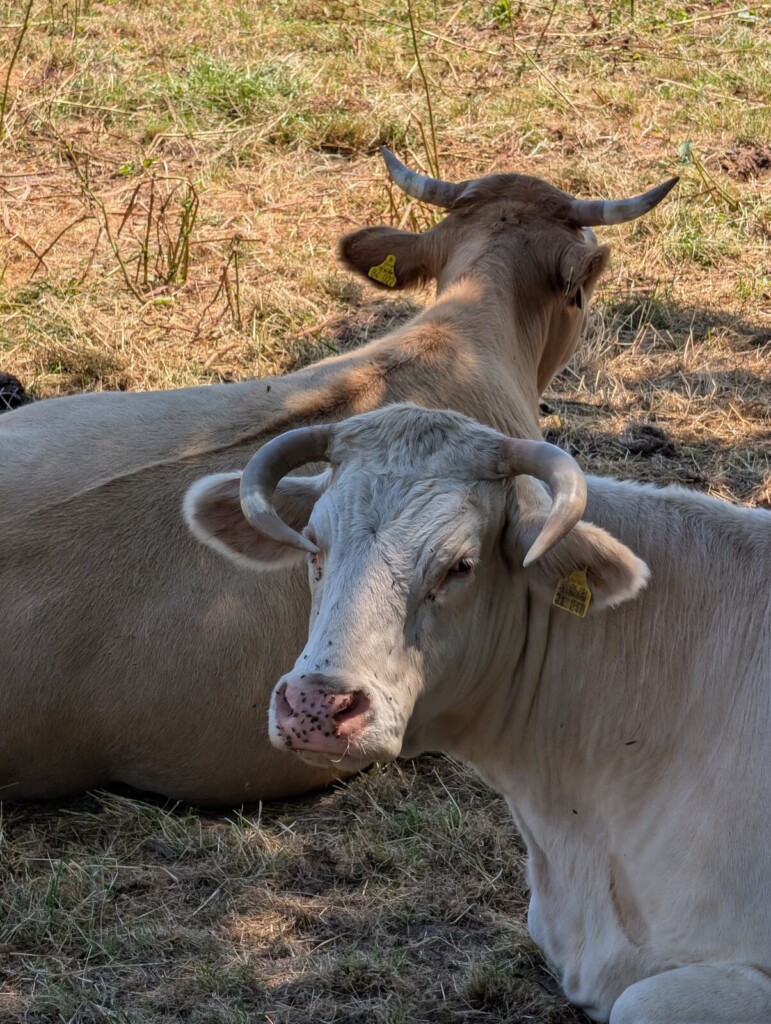Rind mit Hoernern auf der Weide bei Gutenzell