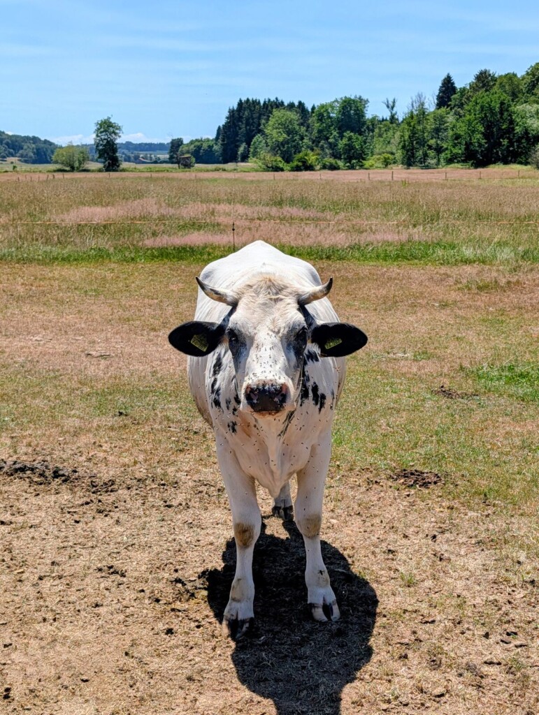 Kuh schaut in die Kamera bei Gutenzell