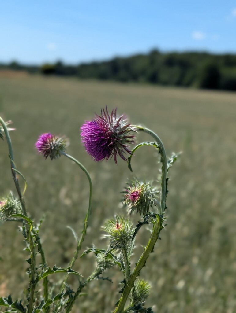 Distelbluete am Feldrand bei Gutenzell
