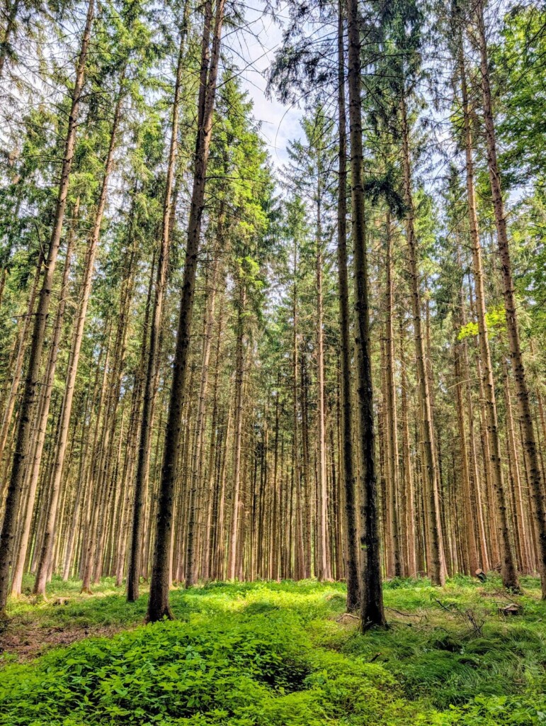 Hoher Fichtenwald bei Gutenzell