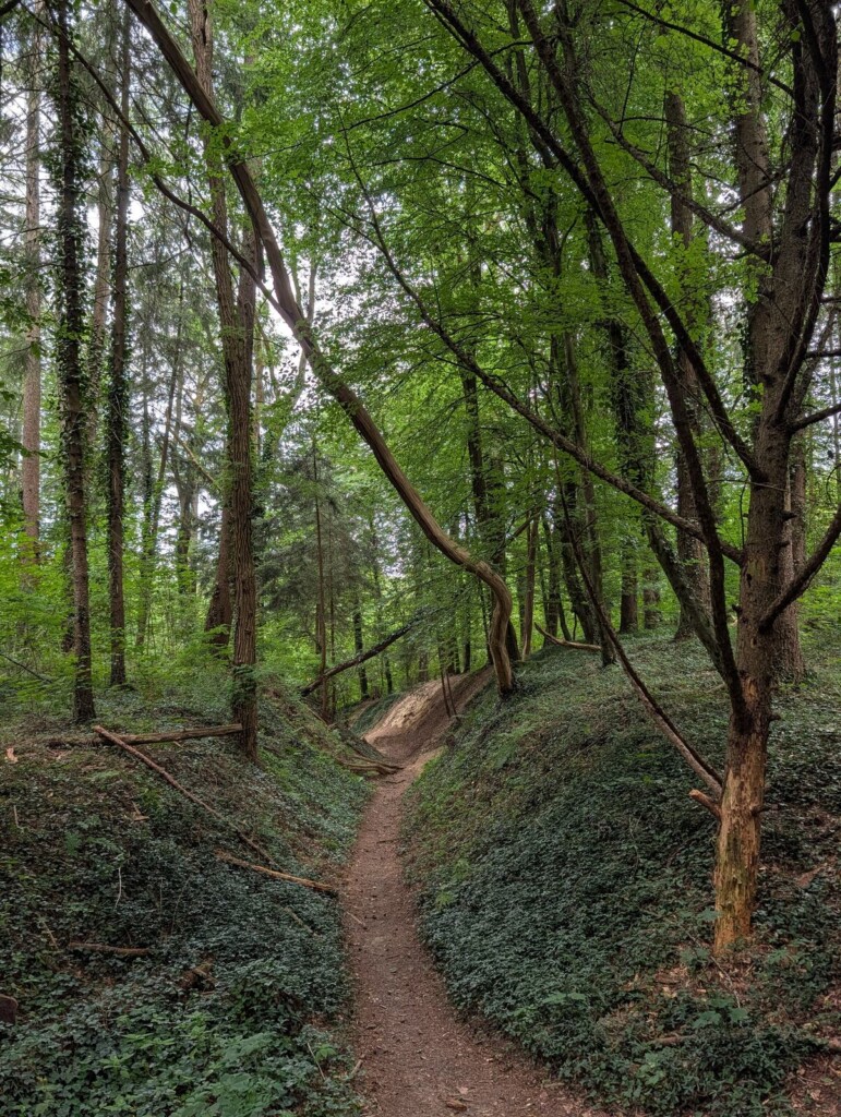 Waldweg bei Gutenzell