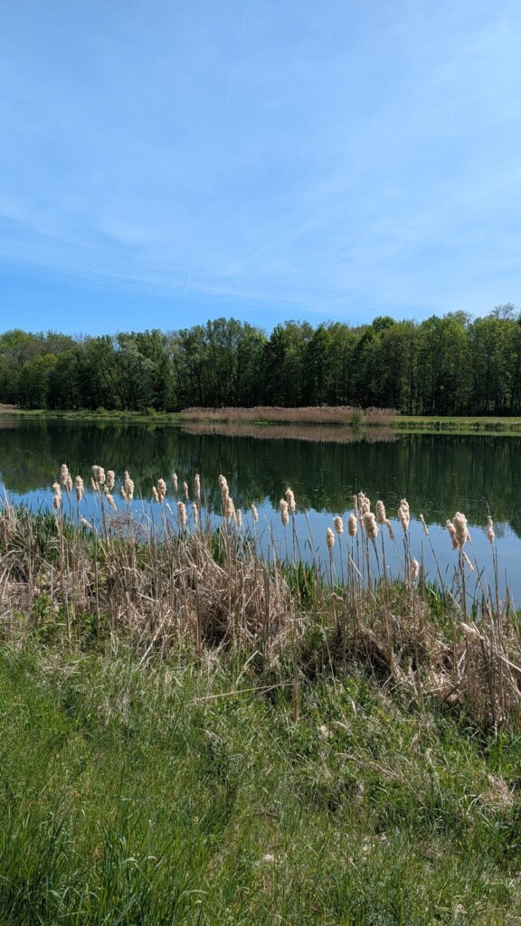 Schilfguertel am Wasser