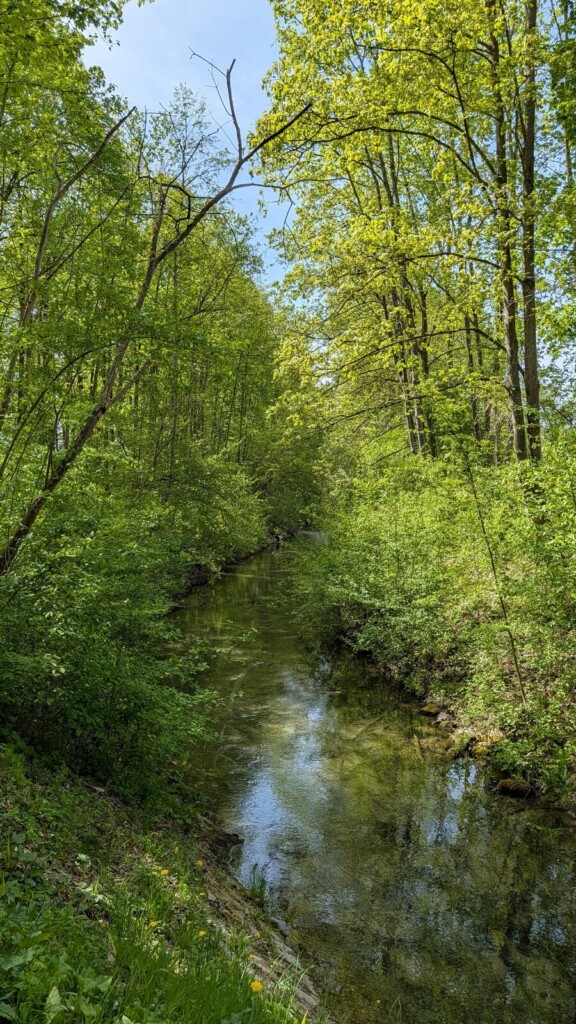 Bach im Gruenen bei Dillingen
