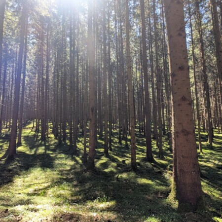 LandArt-Kunstpfad Bonstetten: Kunst aus dem Wald, erklärt vom Künstler