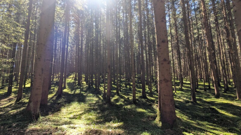 LandArt-Kunstpfad Bonstetten: Kunst aus dem Wald, erklärt vom Künstler