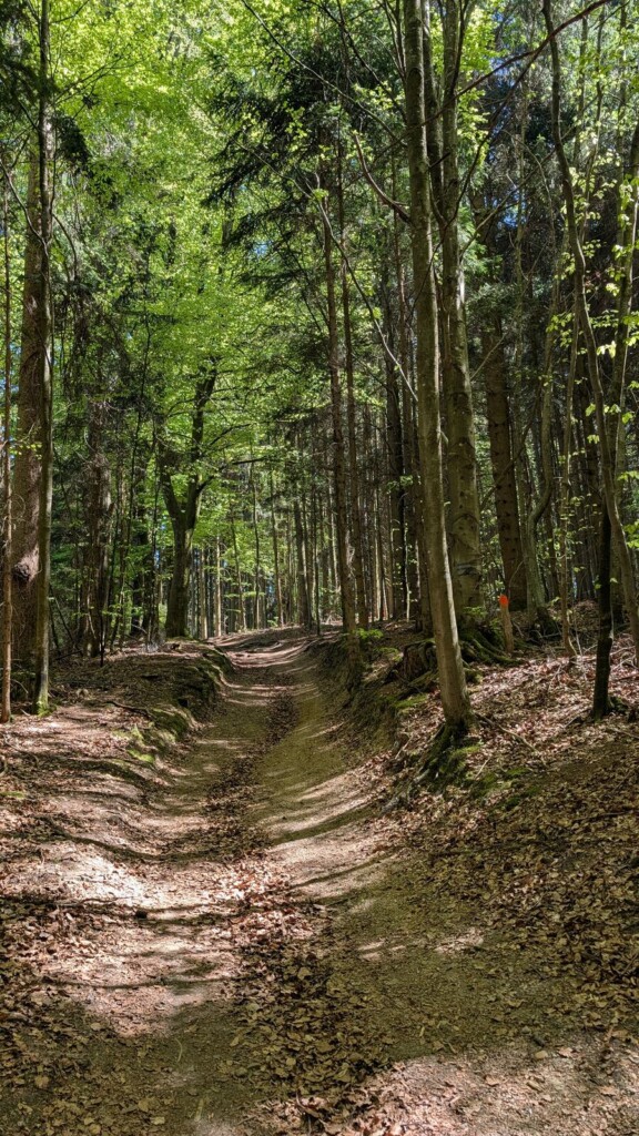 Waldweg am LandArt-Kunstpfad Bonstetten