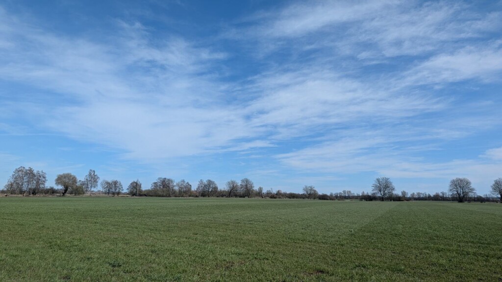 Weites gruenes Feld im Leipheimer Moos