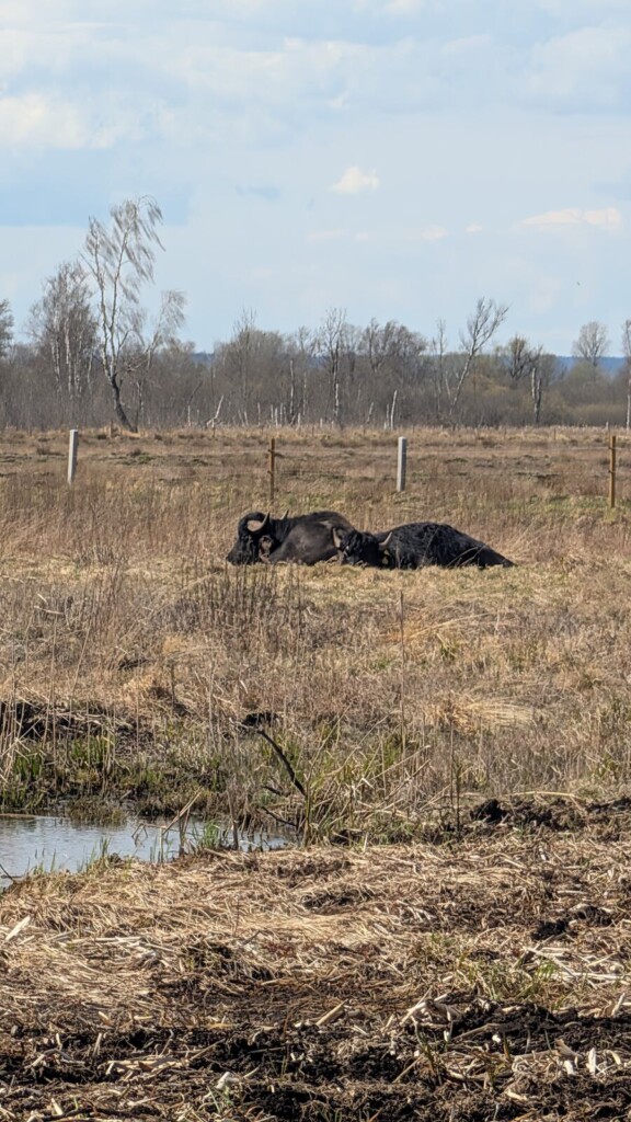 Schwarze Rinder auf der Moorweide