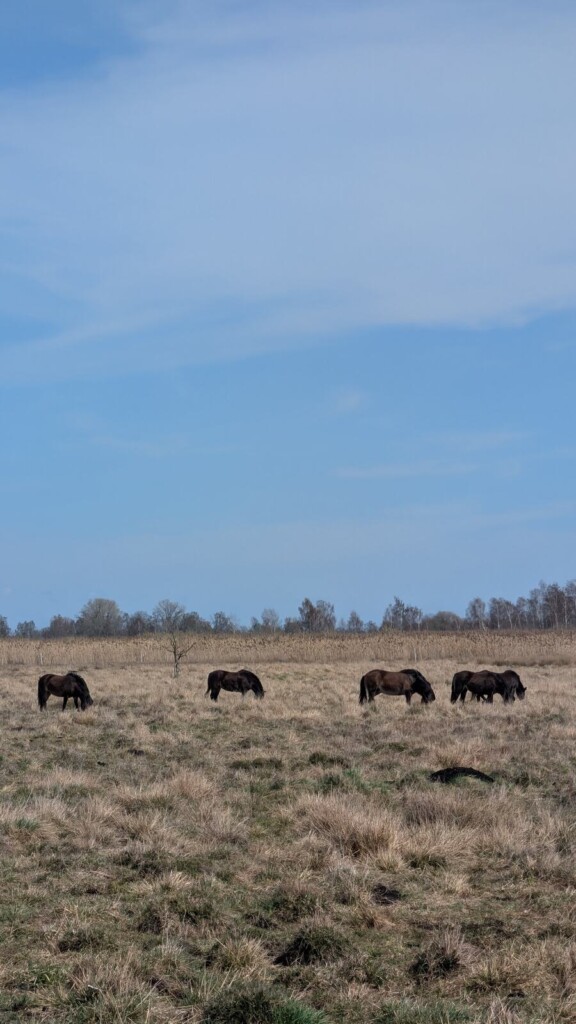 Weidende Rinder im Moos