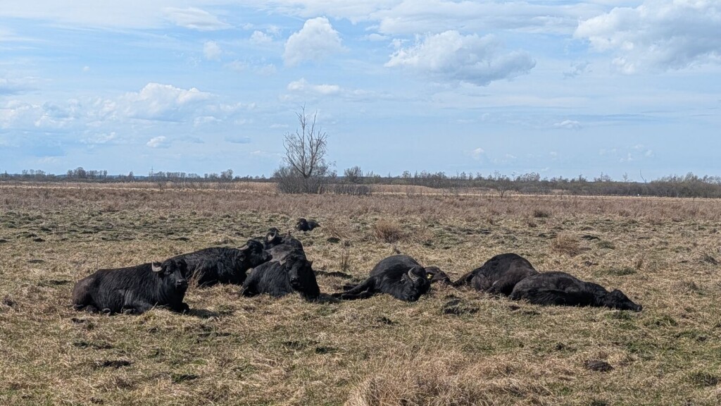 Rindergruppe im Leipheimer Moos