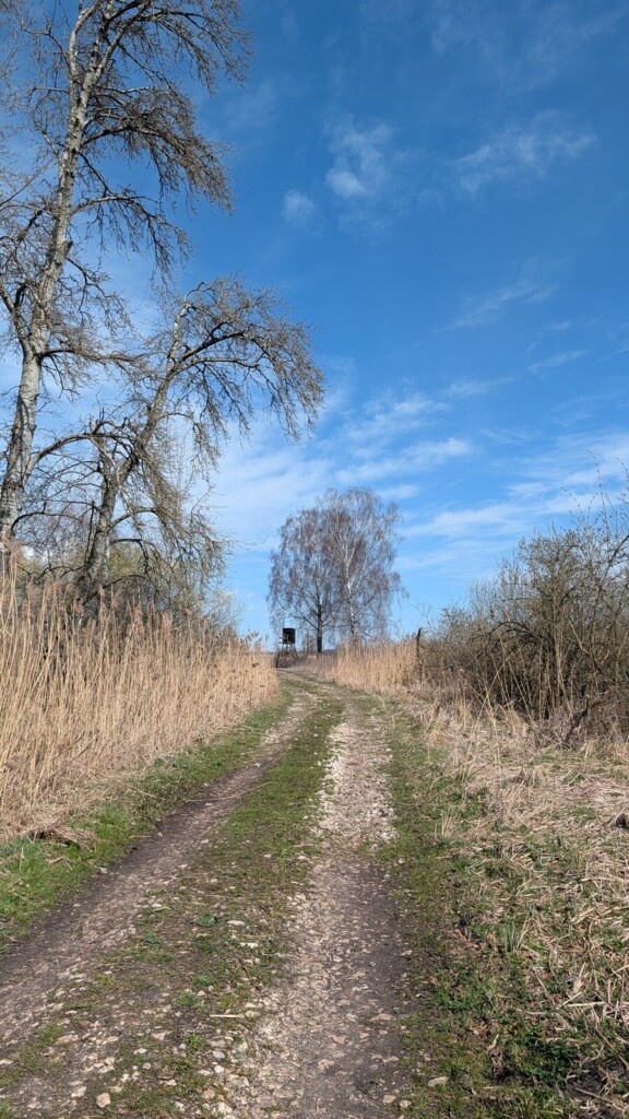 Feldweg mit Baum im Leipheimer Moos