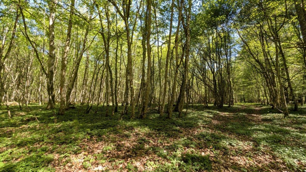Lichter Wald im Lonetal