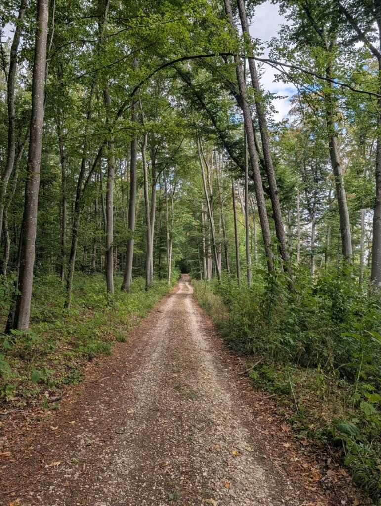 Breiter, schattiger Schotterweg durch den Buchenwald zum Schillerstein bei Blaubeuren