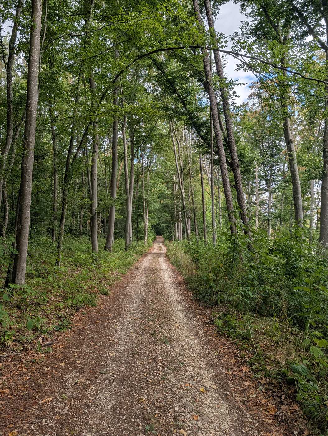 Breiter, schattiger Schotterweg durch den Buchenwald zum Schillerstein bei Blaubeuren