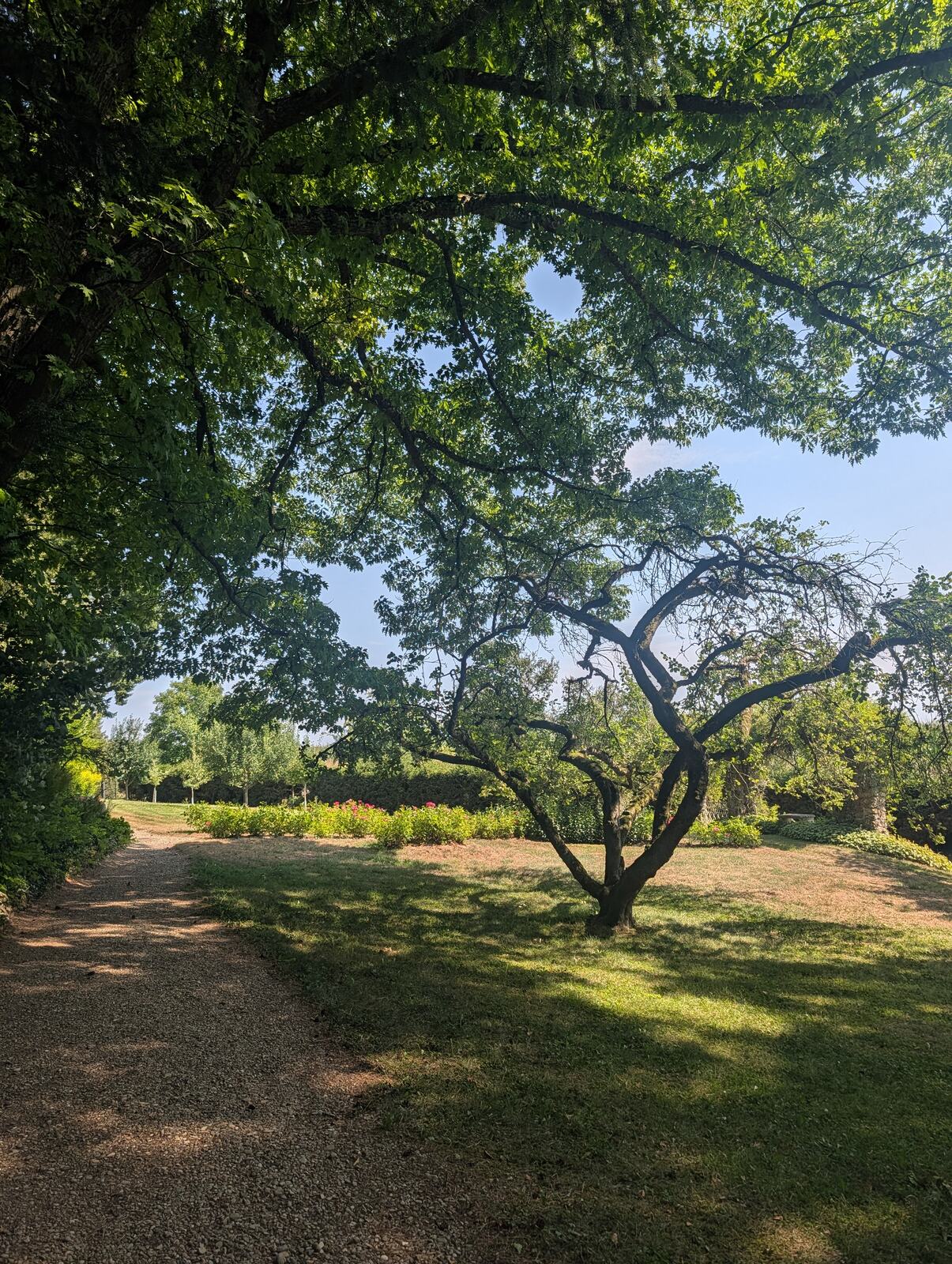 Grosser Baum im Park der Villa Rot