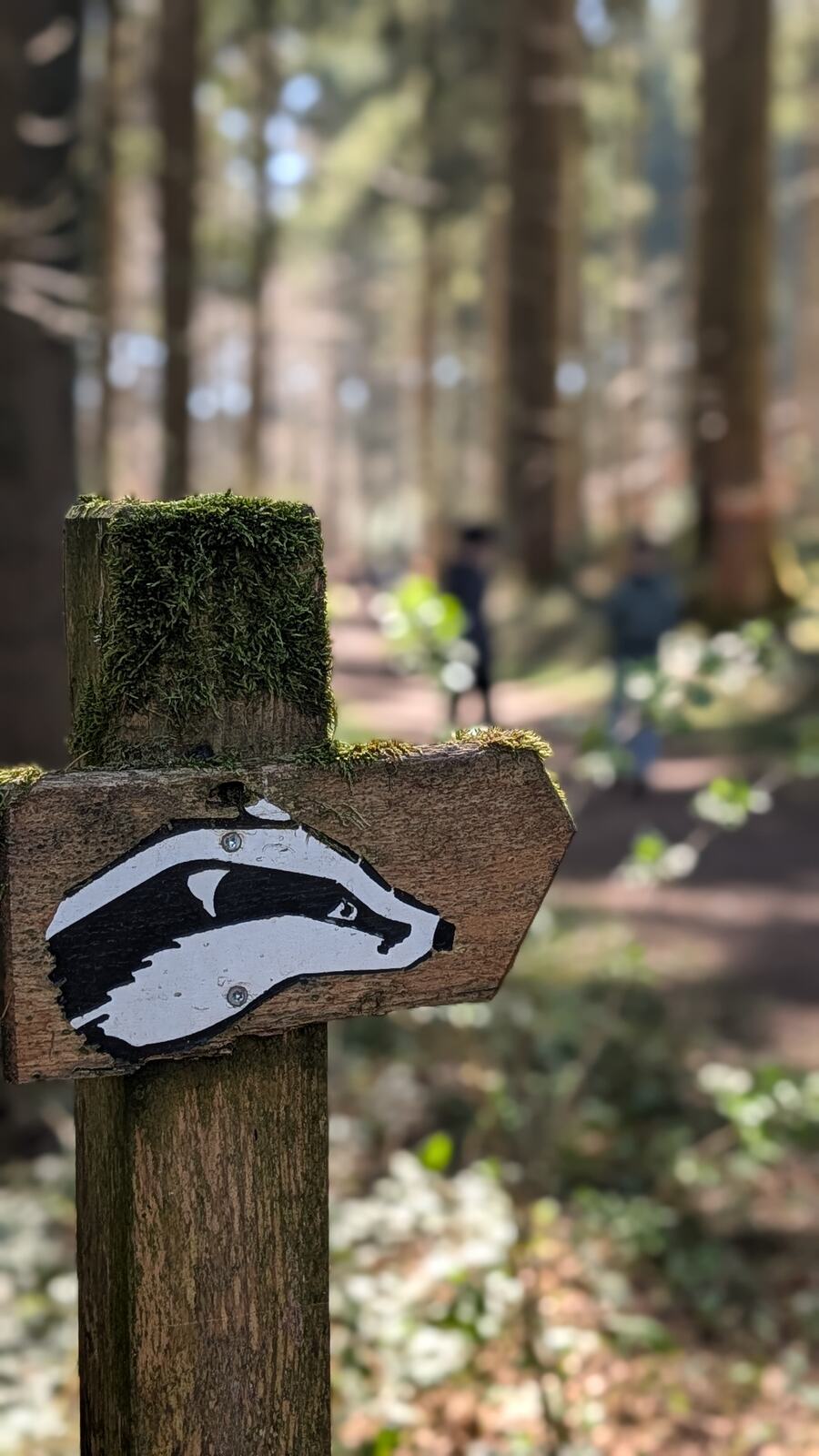 Wegweiser mit Dachs-Schild am Walderlebnispfad