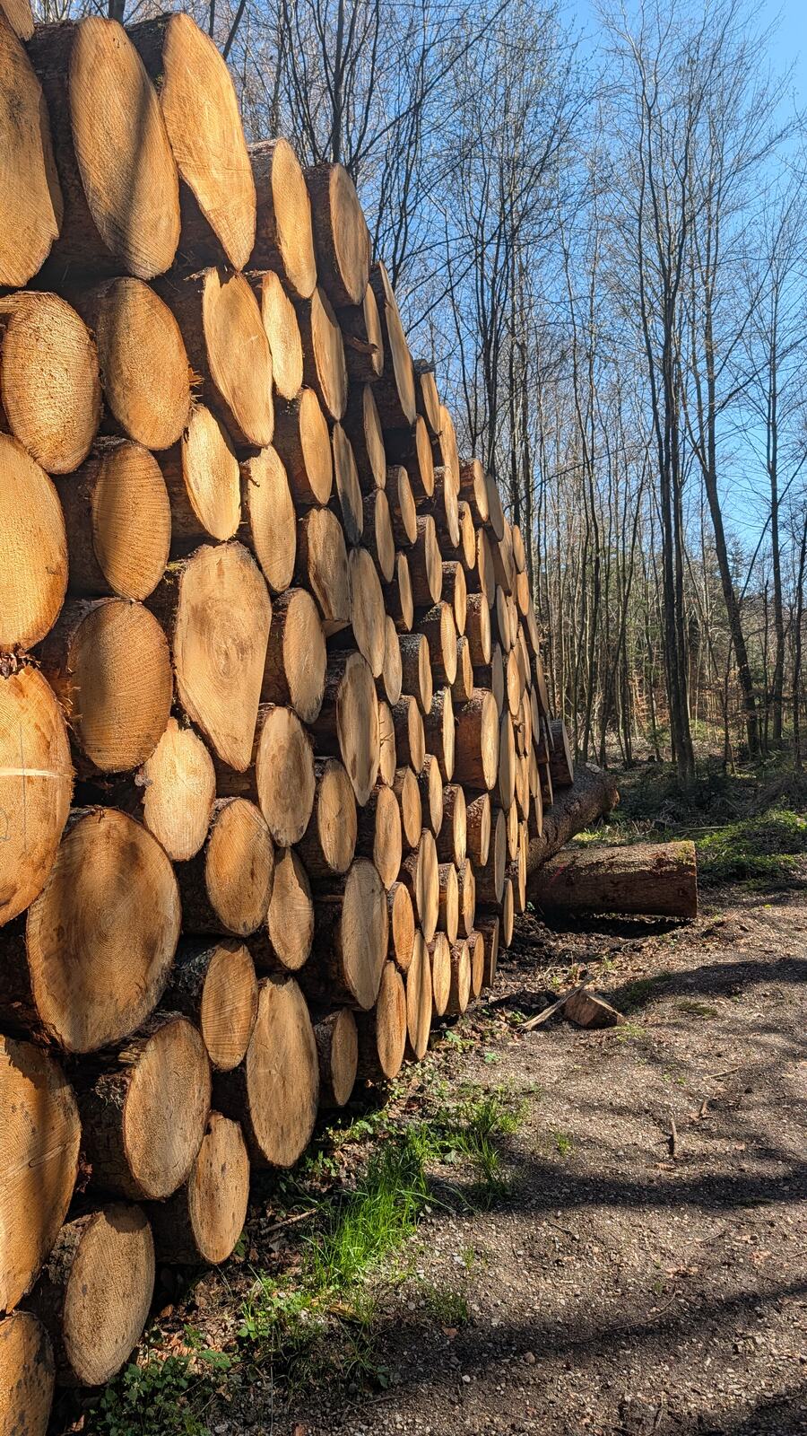 Gestapelte Baumstaemme am Wegrand