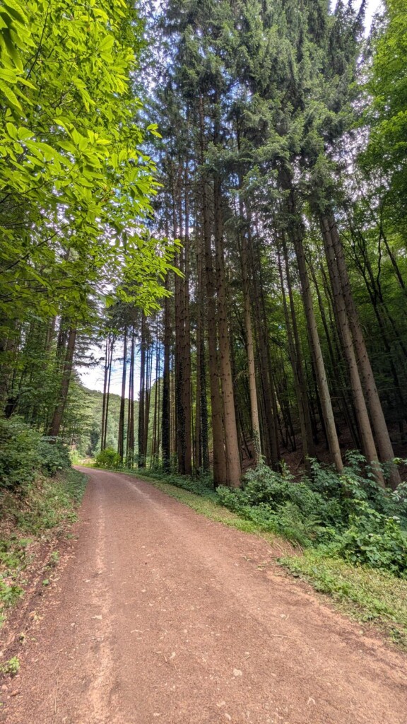Breiter Waldweg am Waldgeisterweg Oberotterbach